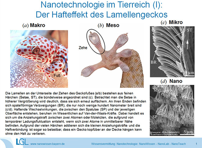 Nanotechnologie lässt den Gecko an der Decke hängen